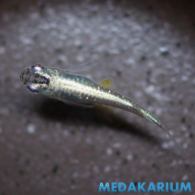 めだか 風雅 青ラメ幹之メダカ M Lサイズ 1ペア Medakarium26 Medakarium 通販 Yahoo ショッピング