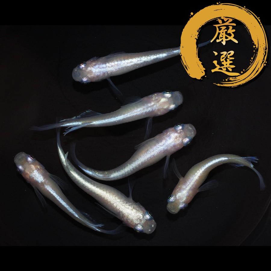 マリンブルーピンク メダカ めだか M Lサイズ 3ペア Medakarium268g Medakarium 通販 Yahoo ショッピング