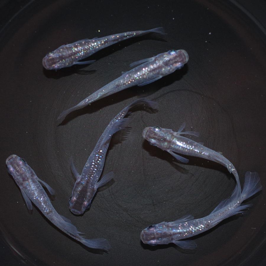 スーパー魔王改 メダカ めだか M Lサイズ 3ペア Medakarium286g Medakarium 通販 Yahoo ショッピング