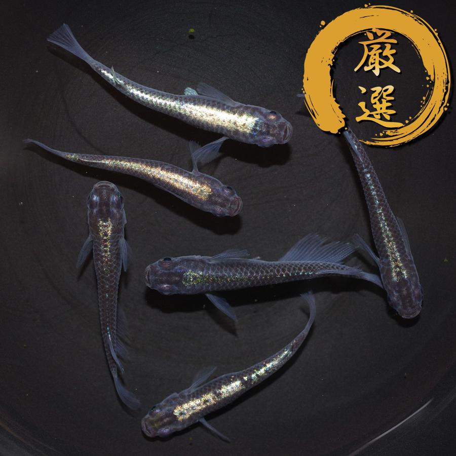カブキ系統 黒幹之 メダカ めだか M Lサイズ 3ペア Medakarium290g Medakarium 通販 Yahoo ショッピング