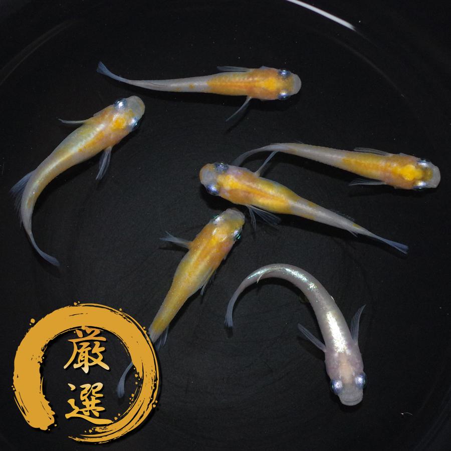 白カブキ メダカ めだか M Lサイズ 3ペア Medakarium302g Medakarium 通販 Yahoo ショッピング