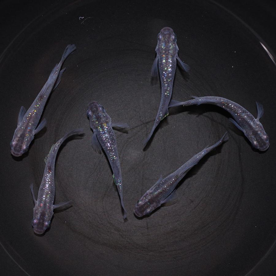 スーパー魔王改 メダカ めだか Mサイズ 3ペア Medakarium313g Medakarium 通販 Yahoo ショッピング