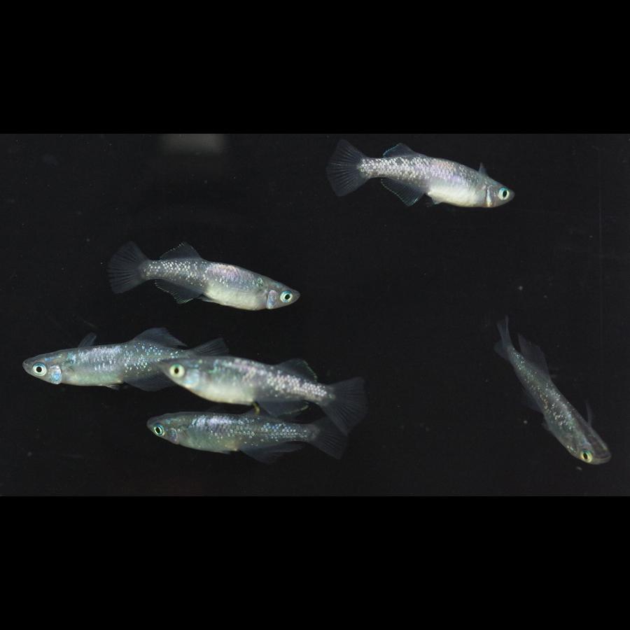 スーパー魔王改 メダカ めだか Mサイズ 3ペア Medakarium313g Medakarium 通販 Yahoo ショッピング