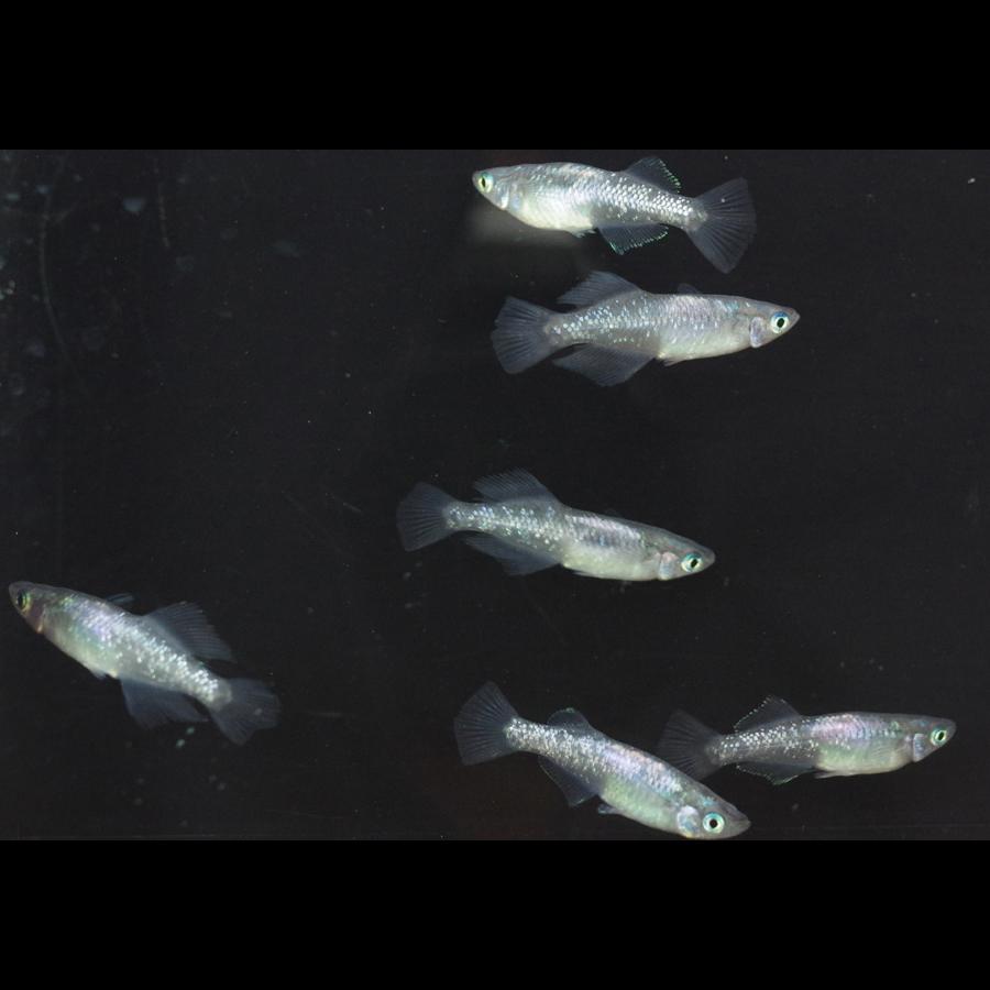 スーパー魔王改 メダカ めだか Mサイズ 3ペア Medakarium313g Medakarium 通販 Yahoo ショッピング