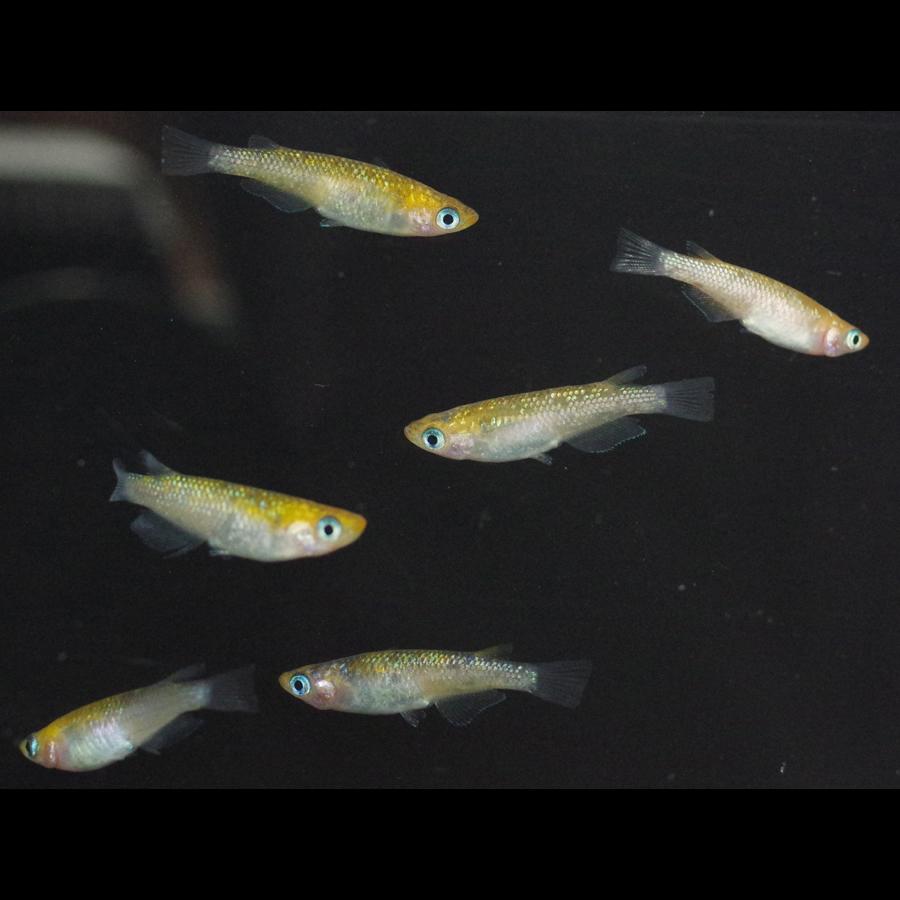 メダカ】雷霆 2ペア