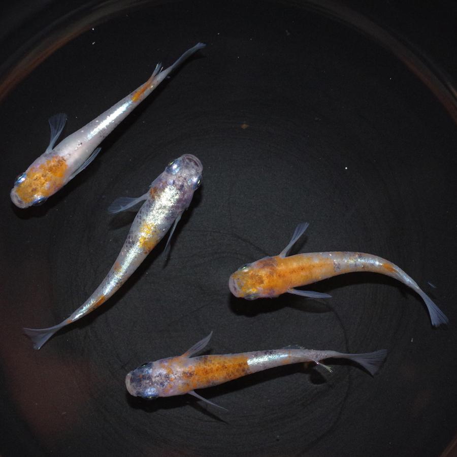 朱紅玉 メダカ めだか Mサイズ 2ペア Medakarium330g Medakarium 通販 Yahoo ショッピング