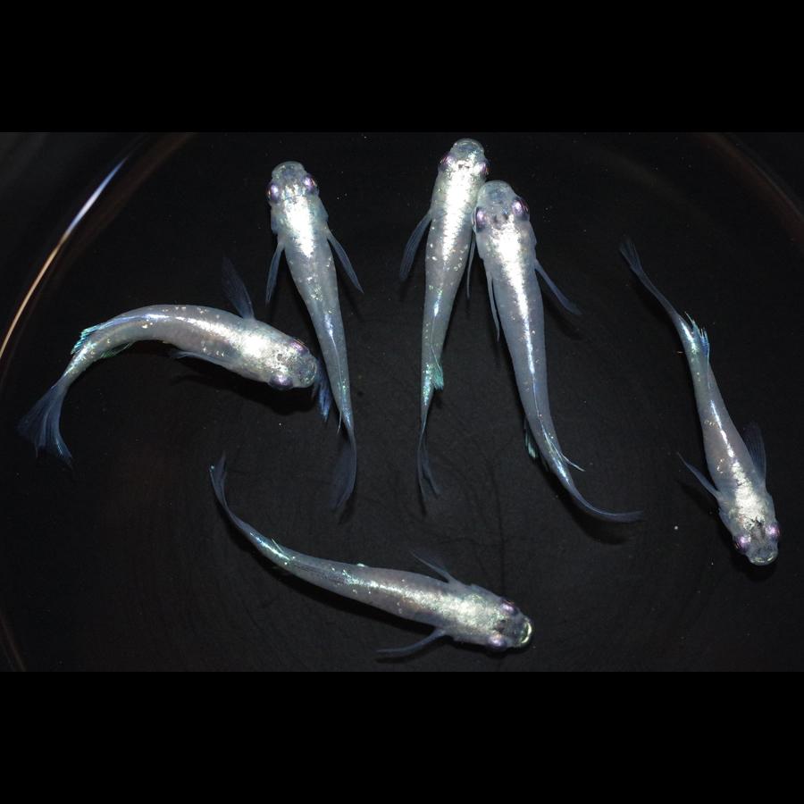 即日出荷 青蝶光 メダカ めだか Mサイズ 3ペア 爆安プライス Zoetalentsolutions Com