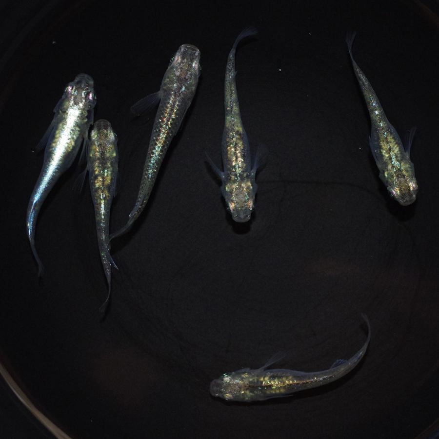 75 以上節約 メダカ 緑光 1ペア Shipsctc Org