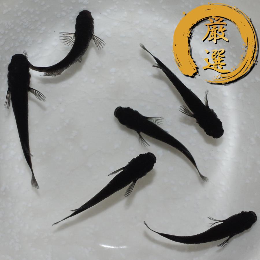 オロチ メダカ めだか （Mサイズ） 3ペア レビュー特典（産卵床＆餌）あり | 