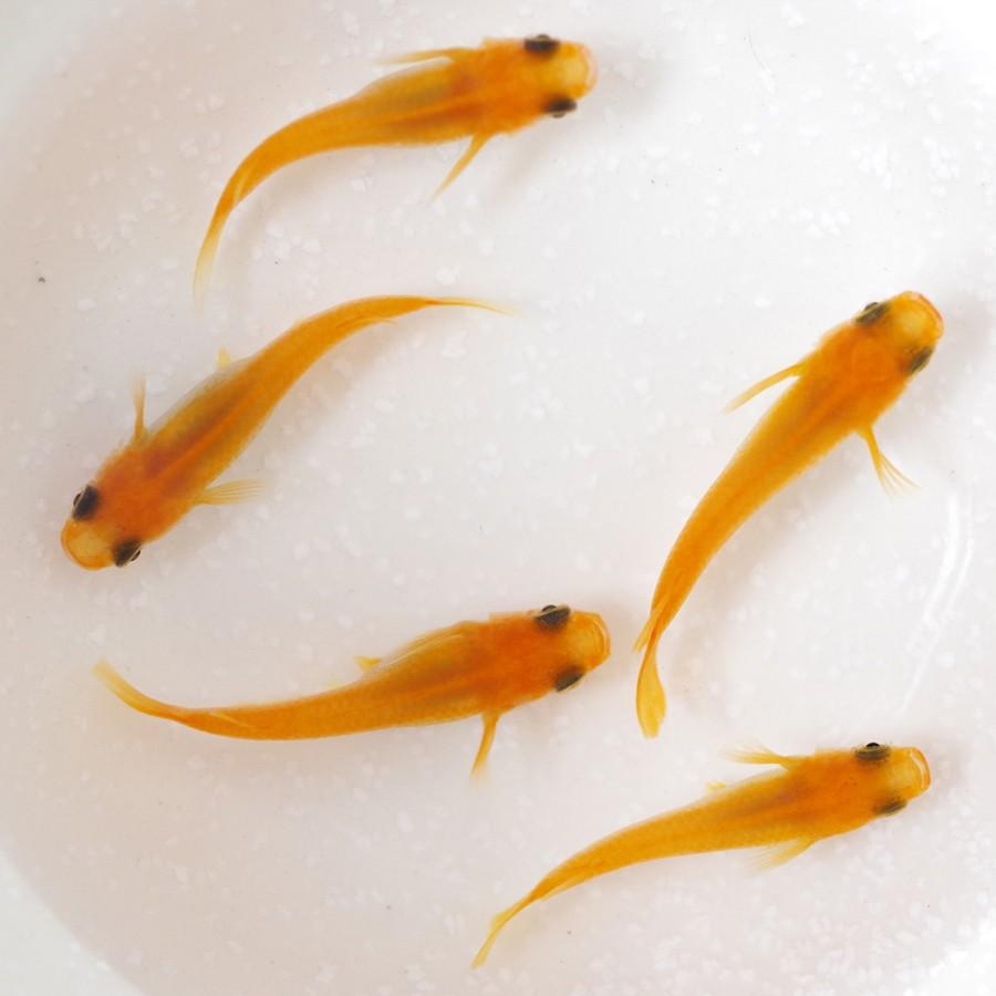 メダカ 楊貴妃パンダ めだか 1ペア+α 生体 成魚 レビュー特典（産卵床＆餌）あり｜medakarium｜05