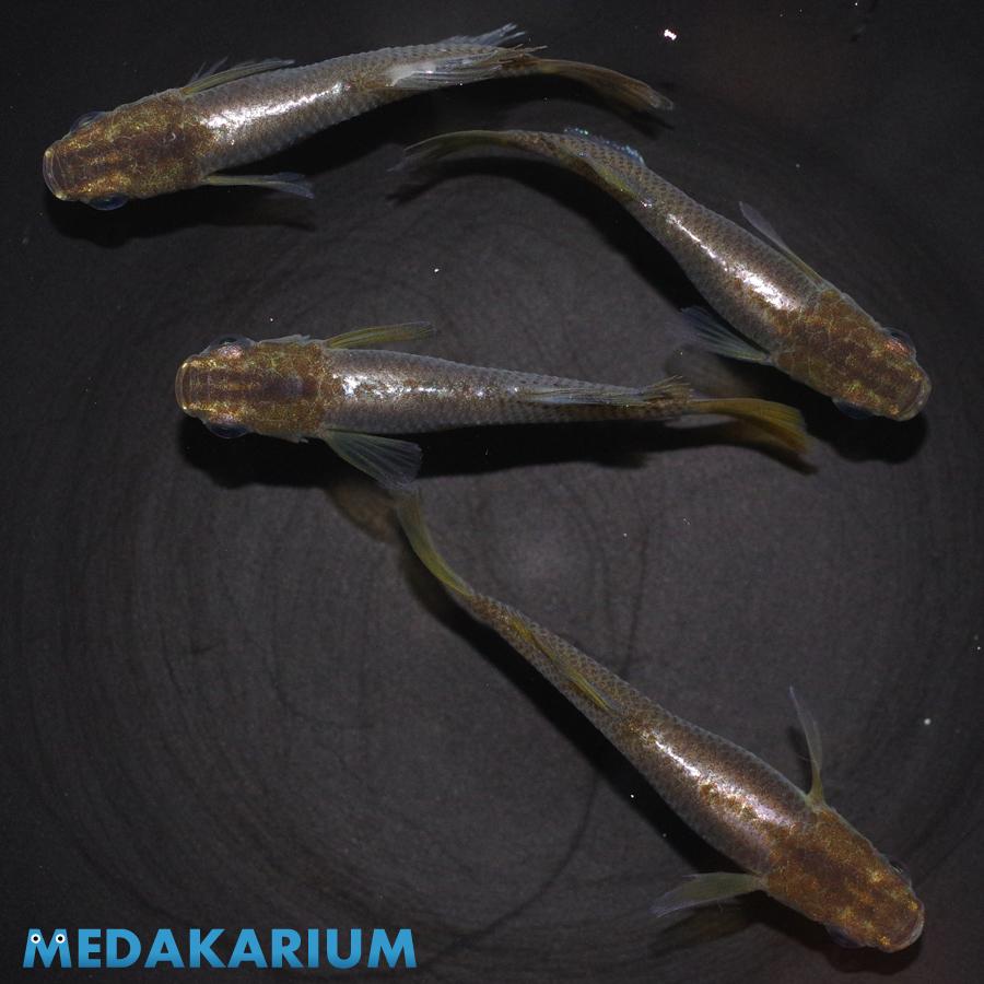 メダカ 黄金ブラックヒカリ めだか 1ペア+α 生体 成魚 レビュー特典（産卵床＆餌）あり｜medakarium