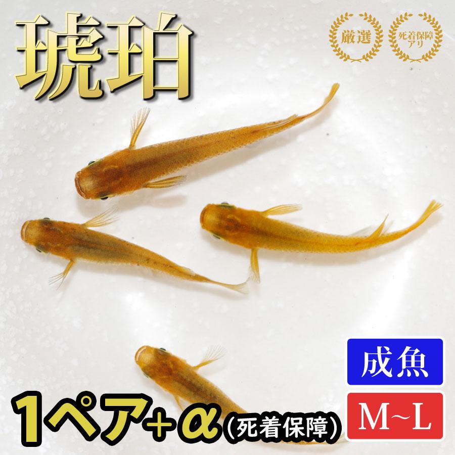 琥珀 メダカ めだか M Lサイズ 1ペア Medakarium50 Medakarium 通販 Yahoo ショッピング