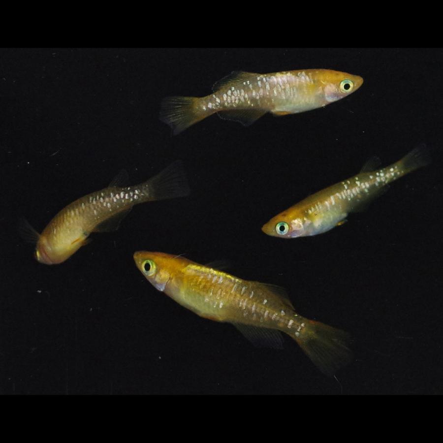 メダカ 来光系カガミ鱗 メダカ めだか めだか 1ペア+メス2 生体 レビュー特典（産卵床＆餌）あり |  | 02