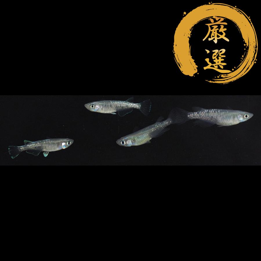 メダカ カガミ鱗幹之 めだか 2ペア 生体 レビュー特典（産卵床＆餌