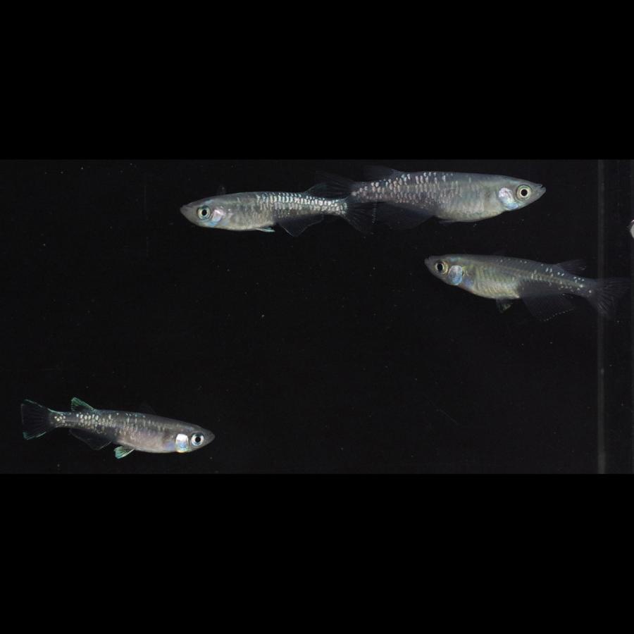 メタリック  バラタナゴ  カガミ鱗  10匹  4㌢〜5㌢ メタリック バラタナゴ カガミ鱗 10匹 3㌢〜4㌢ (観空大) 竜ヶ崎の