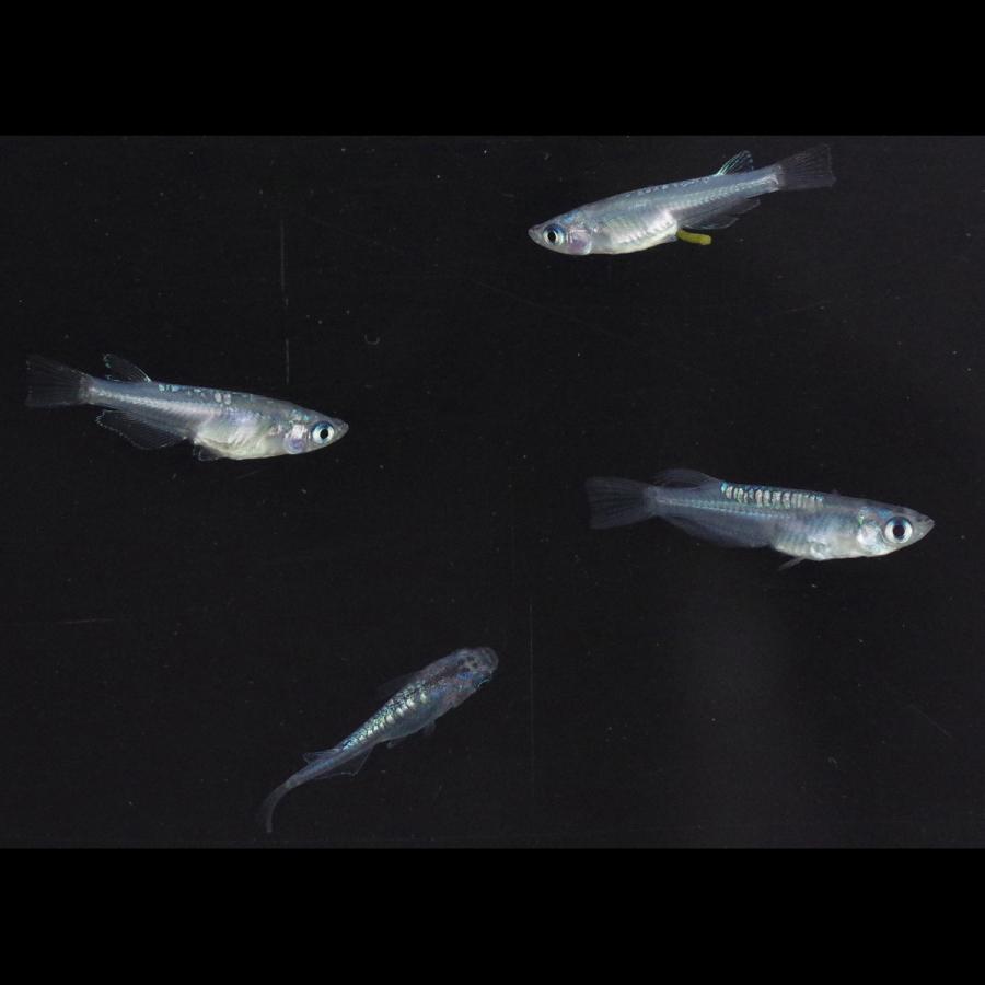 メダカ サファイア系カガミ鱗 めだか 2ペア 生体 レビュー特典（産卵床 