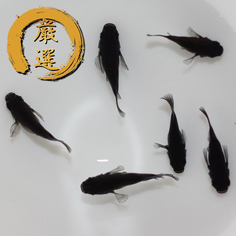 メダカ オロチダルマ メダカ めだか めだか 3ペア 生体 レビュー特典（産卵床＆餌）あり | 