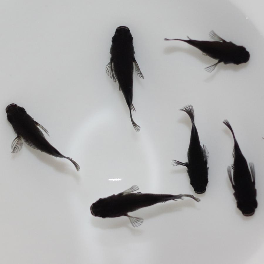 メダカ オロチダルマ メダカ めだか めだか 3ペア 生体 レビュー特典（産卵床＆餌）あり |  | 01