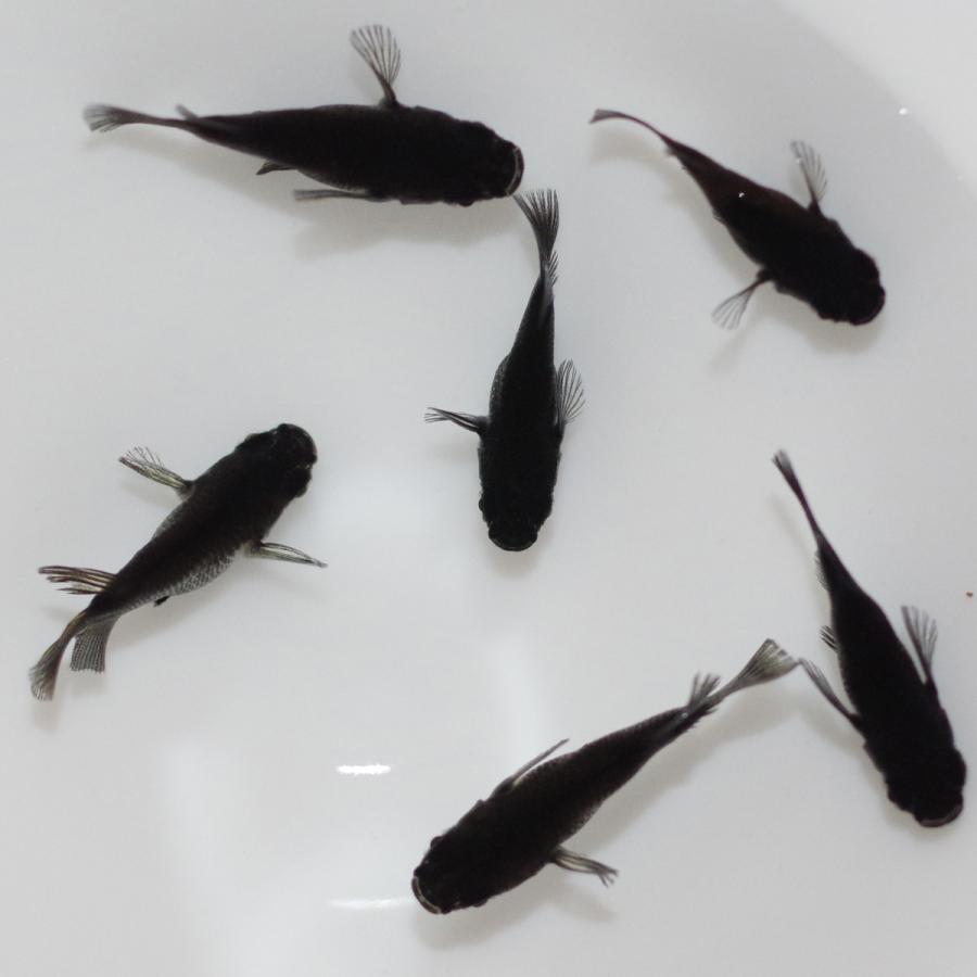 メダカ オロチダルマ メダカ めだか めだか 3ペア 生体 レビュー特典（産卵床＆餌）あり |  | 02