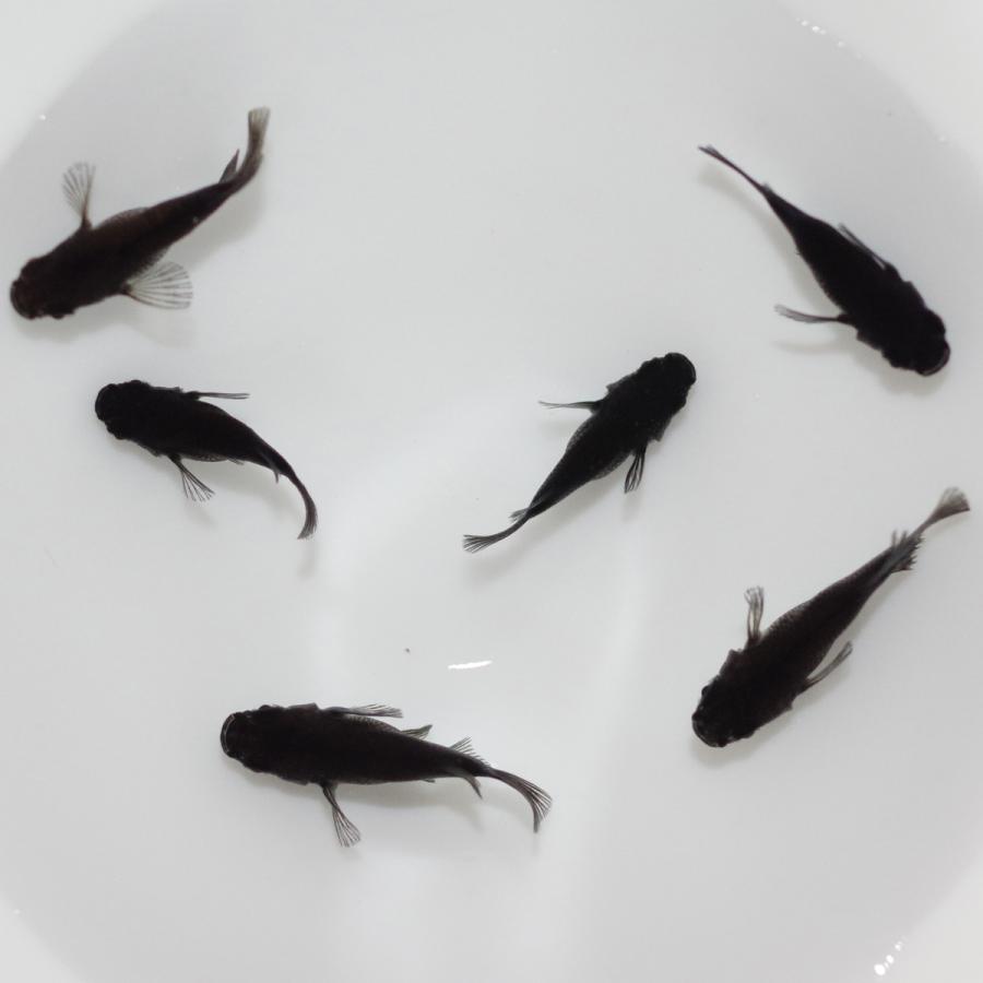 メダカ オロチダルマ メダカ めだか めだか 3ペア 生体 レビュー特典（産卵床＆餌）あり |  | 03