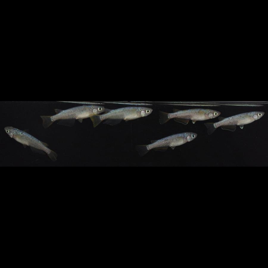 メダカ 令和黒ラメ幹之サファイア系 めだか 3ペア 生体 レビュー特典 