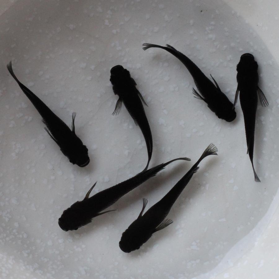 メダカ 黒豆 めだか 1ペア+α 生体 成魚 レビュー特典（産卵床＆餌