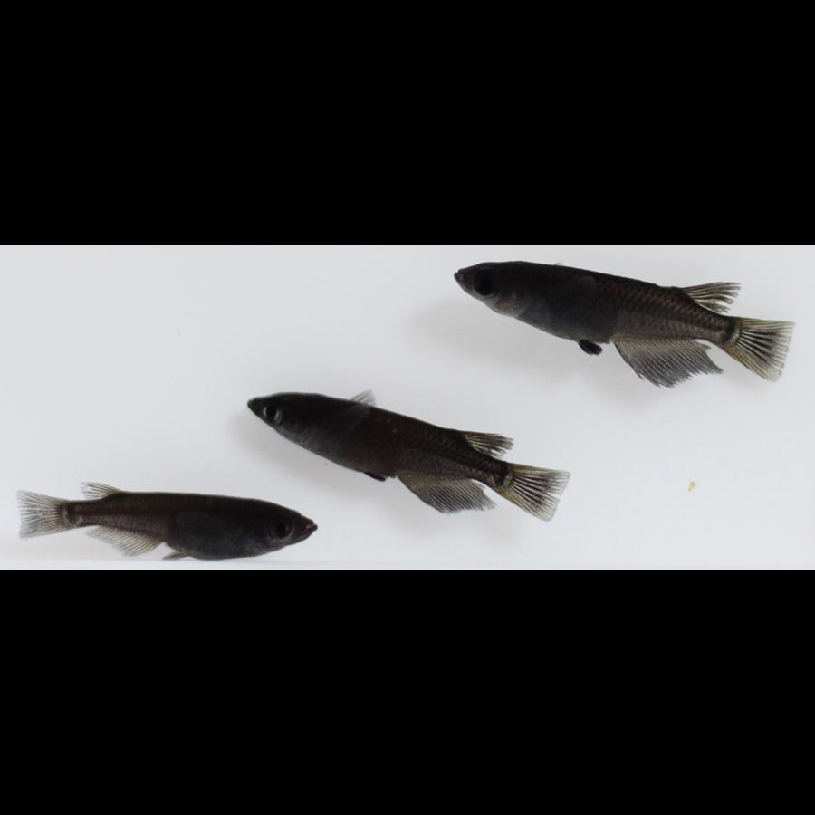 メダカ 黒豆 めだか 1ペア+α 生体 成魚 レビュー特典（産卵床＆餌