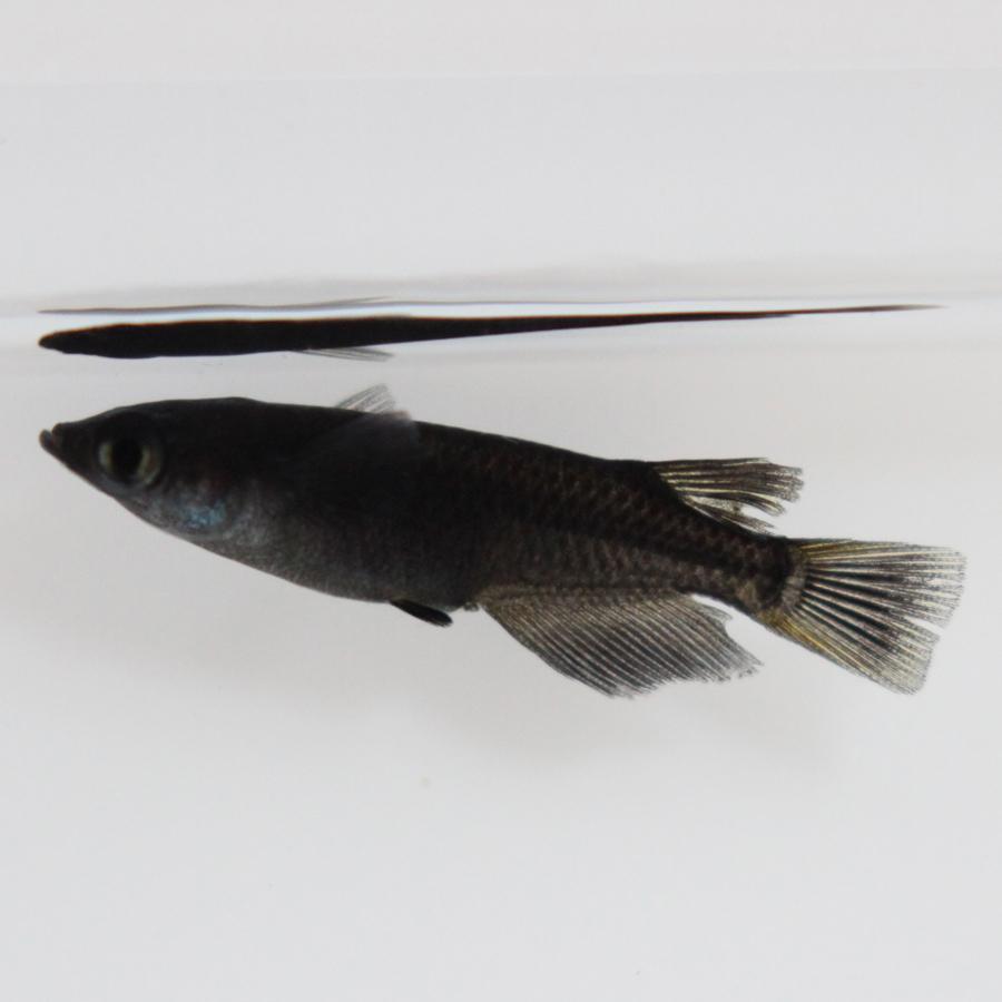 メダカ 黒豆 めだか 1ペア+α 生体 成魚 レビュー特典（産卵床＆餌