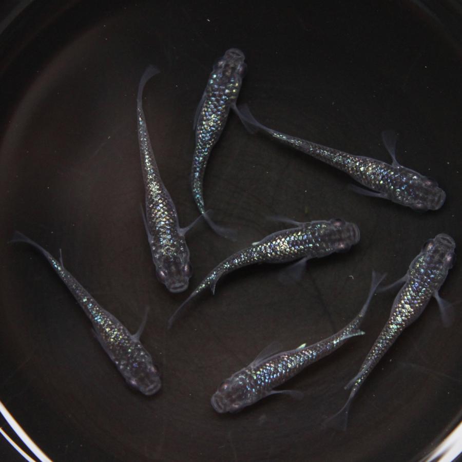 メダカ 黒ラメ幹之サファイア系 めだか 1ペア+α 生体 成魚 レビュー 