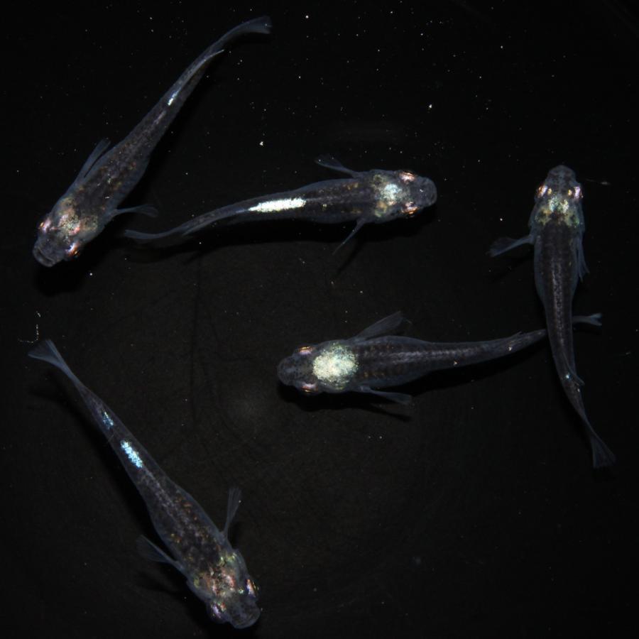 【メダカ】黒百式　成魚　1000円 メダカ】黒百式 成魚 1000円