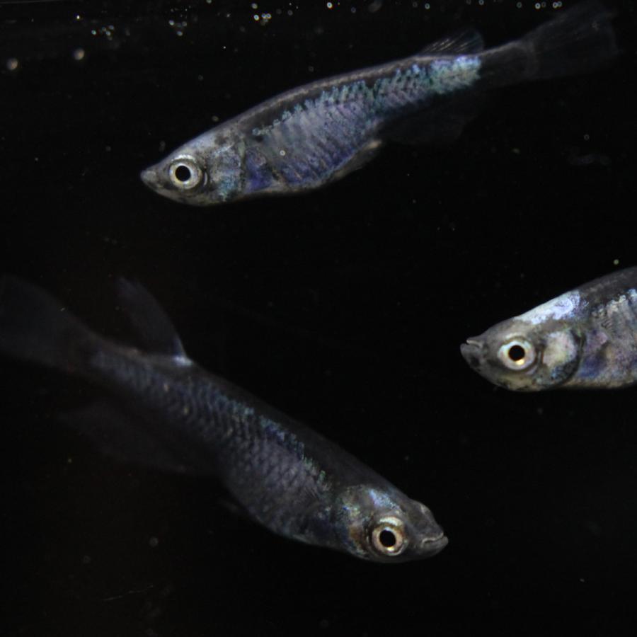 メダカ】黒百式 成魚 1000円