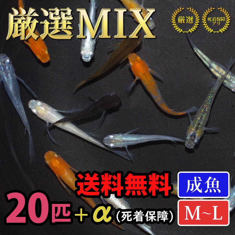 メダカ 厳選メダカミックス 20匹+α 送料無料(一部地域除く) 生体 成魚 レビュー特典（産卵床＆餌）あり の商品画像