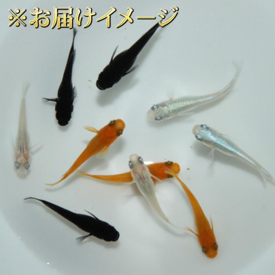 メダカ 人気4種 メダカミックス 10匹+α 送料無料(一部地域除く) 黒豆