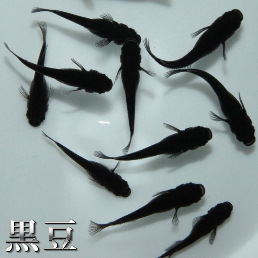 メダカ 人気4種 メダカミックス 10匹+α 送料無料(一部地域除く) 黒豆