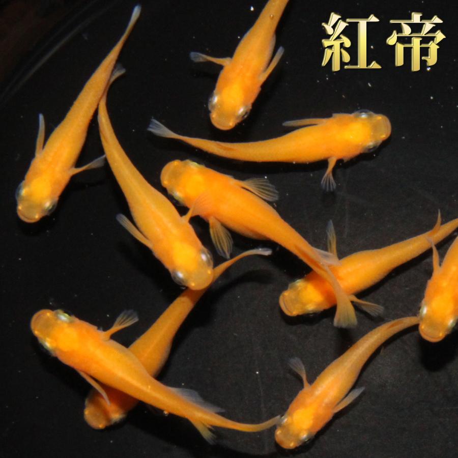 メダカ 人気4種 メダカミックス 10匹+α 送料無料(一部地域除く) 黒豆