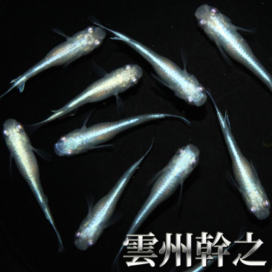 メダカ 人気4種 メダカミックス 10匹+α 送料無料(一部地域除く) 黒豆