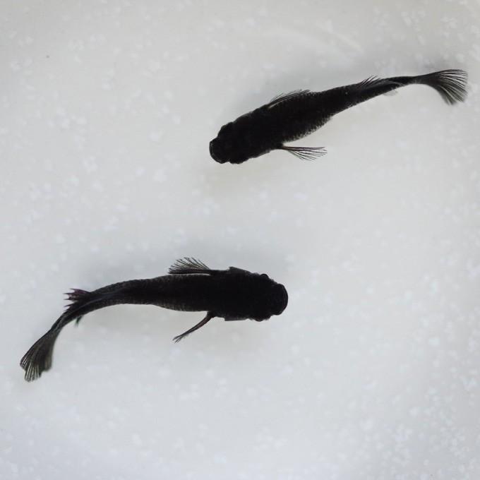 オロチ 光体型 メダカ めだか Mサイズ 1ペア Medakarium71g Medakarium 通販 Yahoo ショッピング