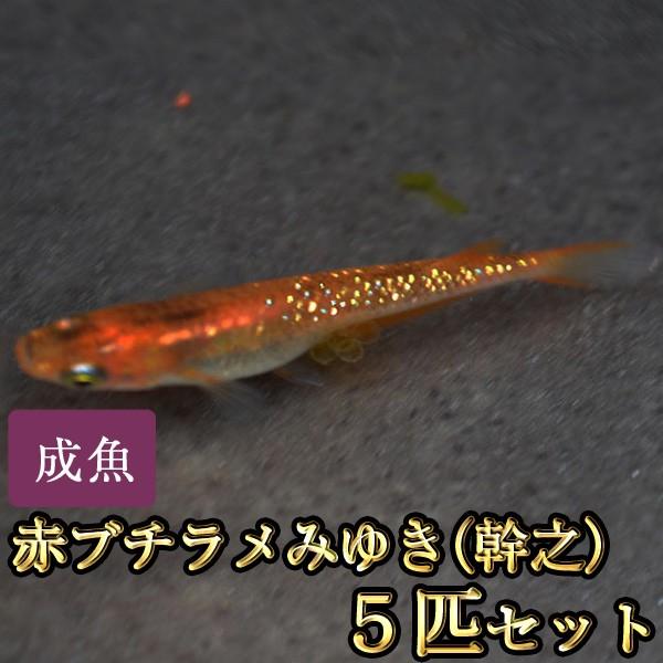 国産品 メダカ 赤ブチラメみゆき 幹之 めだか 虹色ラメ 5匹セット 人気