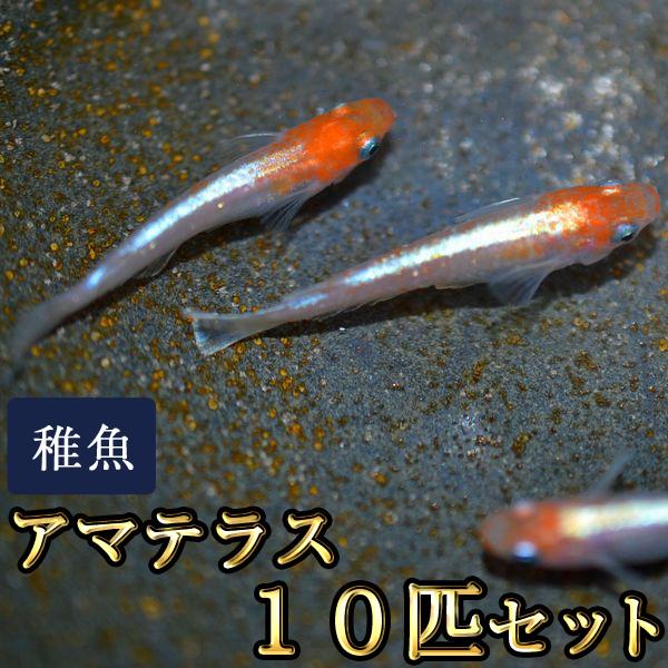 メダカ / アマテラスめだか 未選別 稚魚 SS-Sサイズ 10匹セット（Yahoo!・めだか物語ヤフーショップ）