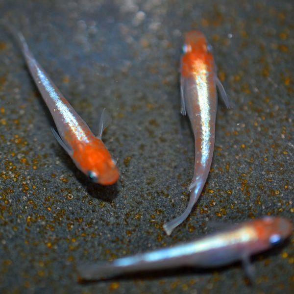 メダカ / アマテラスめだか 未選別 稚魚 SS-Sサイズ 10匹セット 