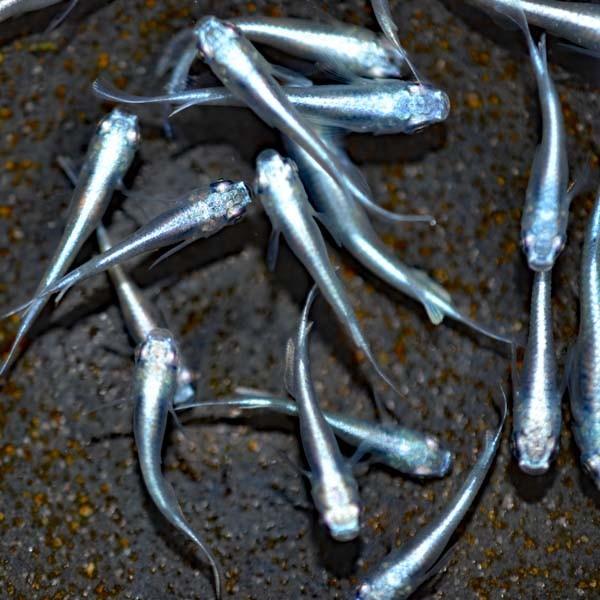 人気を誇る メダカ 青みゆき 幹之 めだか 未選別 稚魚 Ss Sサイズ 匹セット 鉄仮面血統 幹之メダカ Aynaelda Com