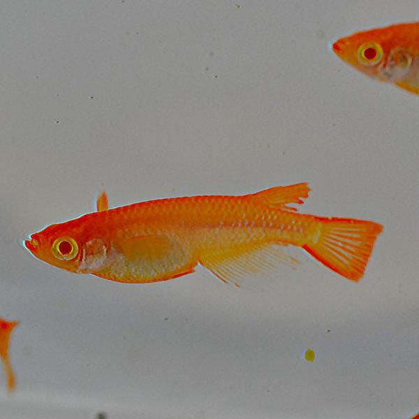 おトク メダカ アルビノ楊貴妃めだか 未選別 稚魚 Ss Sサイズ 10匹セット お値打ち価格で