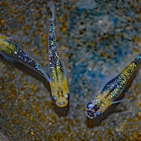 メダカ / オーロラ黄ラメめだか 虹色ラメ 10匹セット : めだか物語