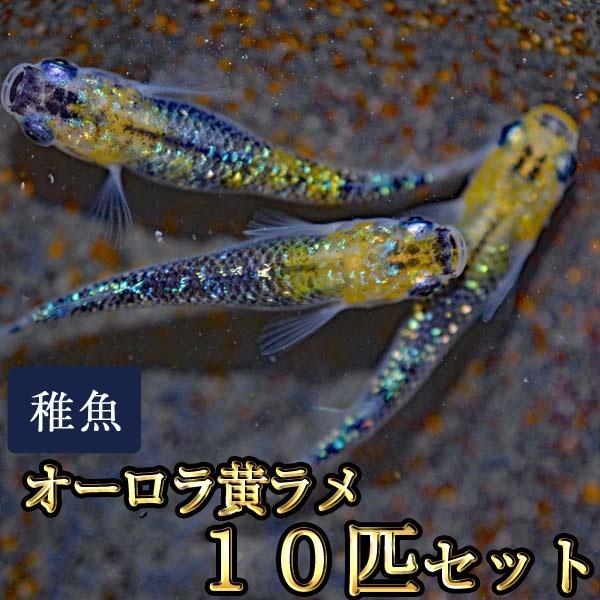 当店限定販売 メダカ オーロラ黄ラメめだか 虹色ラメ 未選別 稚魚 Ss S