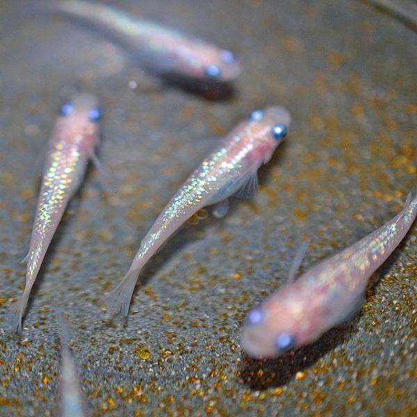 メダカ / オーロラホワイトラメめだか 未選別 稚魚 SS-Sサイズ 10匹