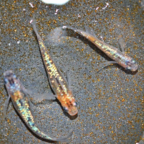 メダカ / 忘却の翼めだか 未選別 稚魚 SS-Sサイズ 10匹セット : めだか