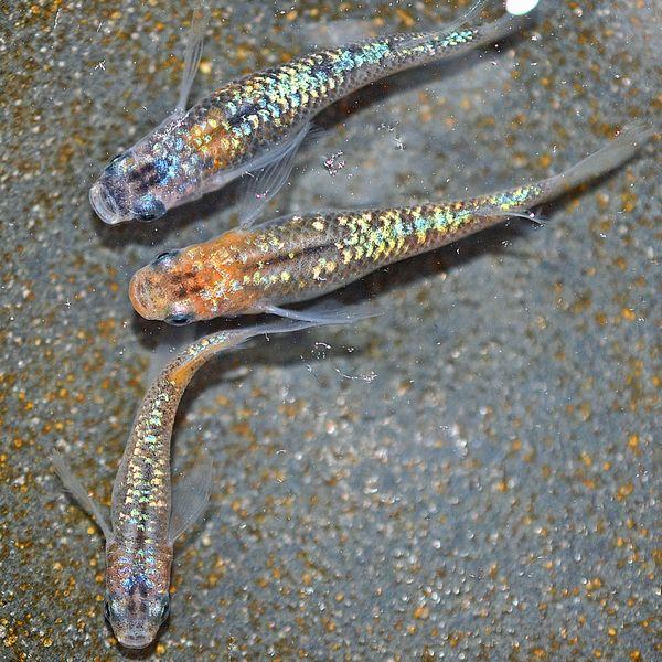 メダカ / 忘却の翼めだか 未選別 稚魚 SS-Sサイズ 10匹セット : めだか
