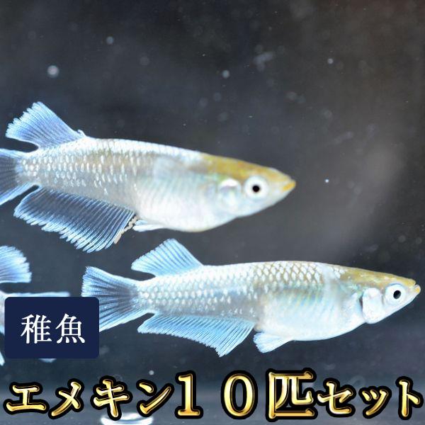 メダカ / エメキン / マリアージュキッシングワイドフィンエメラルドフィンタイプめだか 未選別 稚魚 SS-Sサイズ 10匹セット（Yahoo!・めだか物語ヤフーショップ）