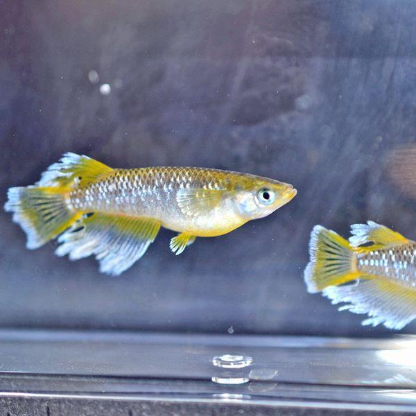 メダカ / 送料無料 フロマージュめだか 未選別 稚魚 SS-Sサイズ 20匹 