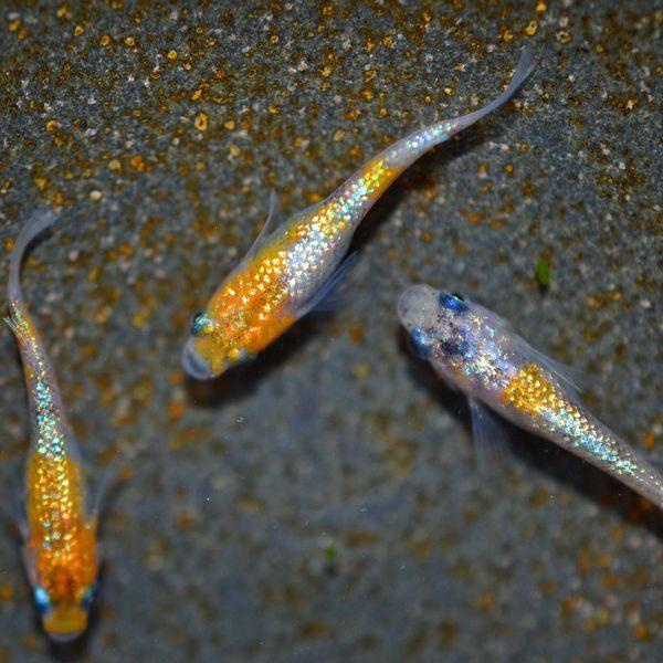 メダカ / 月華ブルーめだか 未選別 稚魚 SS-Sサイズ 10匹セット